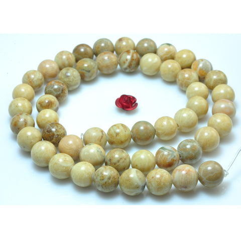 YesBeads Natural Fossil Coral jasper smooth round beads gemstone wholesale jewelry 15"