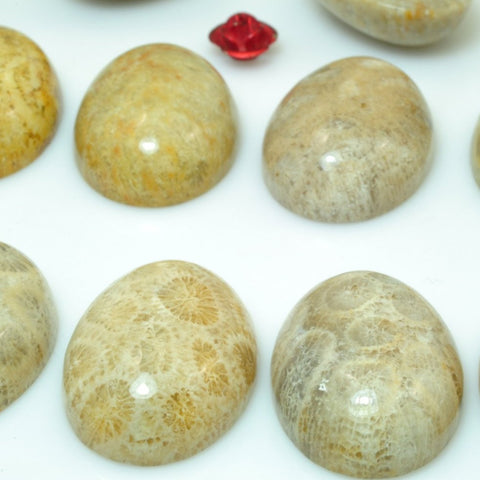 5 pcs of A Grade Coral fossil smooth oval Cabochon beads in 18x25mm