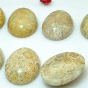 5 pcs of A Grade Coral fossil smooth oval Cabochon beads in 18x25mm